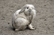 Hase