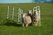 Three sheep running through gate. Conceptual image