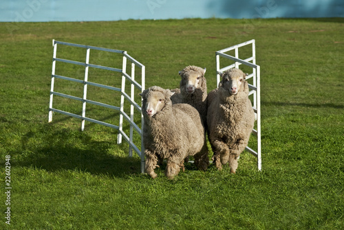 Photo: Three sheep running through gate. Conceptual image Three sheep running through gate. Conceptual image