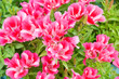 godetia (Godetia amoena Ruddigore)