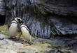 Cariño entre pingüinos