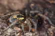 Hunting spider on ground.