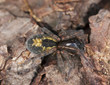 Hunting spider on ground.