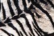 Imitation of tiger leather as a background