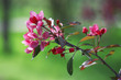 blossoming plum