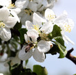 Bee collects honey in apple-tree flower