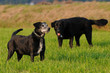 Alte Hunde