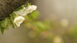 Apple blossom flowers