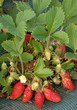 fraisier gariguette