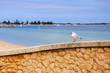 Seagull on the parapet
