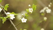 Apple blossom flowers