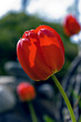tulip
