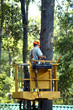 Bucket in the Trees