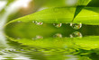 Bambus im Sonnenlicht mit Wasserspiegelung und wassertropfen