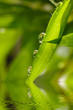 Bambus im Sonnenlicht mit Wasserspiegelung und wassertropfen