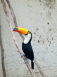 Toucans. Ramphastidae