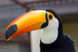 Toucans. Ramphastidae