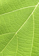 Foto: feuille feuille