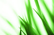 green grass macro