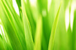 green grass macro