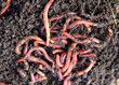 Photo: red worms in compost red worms in compost