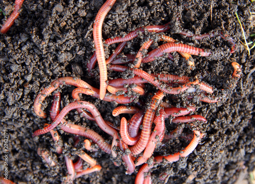 Photo: red worms in compost red worms in compost