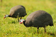 fowl