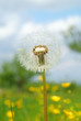 Pusteblume
