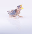 brood sparrow