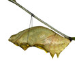Butterfly cocoon Butterfly cocoon