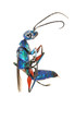 digger wasp