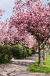 Blühende Kirschbäume