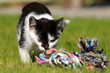 Katze mit Hundespielzeug