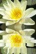 fleur de nénuphar