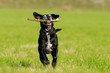 Sprindender alter Hund