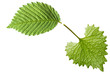 Garlic Mustard Leaf Garlic Mustard Leaf
