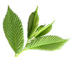 Green Young Leaves