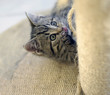 Foto: kleine Katze beim "Spielen" am Kratzbaum kleine Katze beim "Spielen" am Kratzbaum