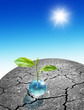 Beginning of life
