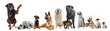 groupe de chiens et chat