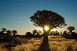 Sun shining trough a quiver tree