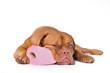 Puppy with Toilet Paper Puppy with Toilet Paper
