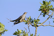 Cuculo, cuckoo