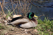 Pato