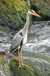 Grey Heron_1