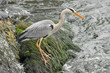 Grey Heron_2