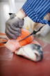 lachs wird mit messer filetiert lachs wird mit messer filetiert