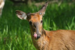 White-tailed Deer Buck Licking Face