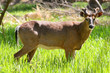 White-tailed Deer Buck Standing In Marsh Grass