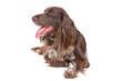 small munsterlander dog isolated on a white background